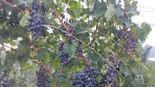 Aumento de la productividad de la uva Cabernet Sauvignon mediante la aplicación de complejos de quitosán.